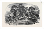 Oak Struck by Lightning in Westwood Park, Droitwich, 1852 by Anonymous