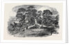 Oak Struck by Lightning in Westwood Park, Droitwich, 1852 by Anonymous
