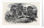 Oak Struck by Lightning in Westwood Park, Droitwich, 1852 by Anonymous