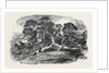 Oak Struck by Lightning in Westwood Park, Droitwich, 1852 by Anonymous