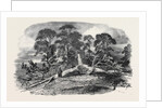 Oak Struck by Lightning in Westwood Park, Droitwich, 1852 by Anonymous