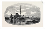 The Vraic or Seaweed Harvest Guernsey: Carting the Vraic by Anonymous