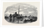The Vraic or Seaweed Harvest Guernsey: Carting the Vraic by Anonymous