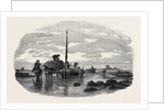 The Vraic or Seaweed Harvest Guernsey: Carting the Vraic by Anonymous