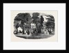 Fete in the Park and Gardens of Bowood, Wiltshire, 1852 by Anonymous