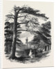 Osborne, View from the Park by Anonymous