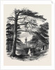 Osborne, View from the Park by Anonymous
