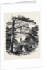Osborne, View from the Park by Anonymous