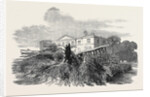 Cedar Struck by Lightning, at Henley-Upon-Thames, 1852 by Anonymous