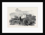 Cedar Struck by Lightning, at Henley-Upon-Thames, 1852 by Anonymous
