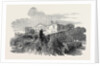 Cedar Struck by Lightning, at Henley-Upon-Thames, 1852 by Anonymous