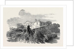Cedar Struck by Lightning, at Henley-Upon-Thames, 1852 by Anonymous