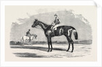 Kingston, the Winner of the Goodwood Cup, 1852 by Anonymous