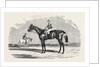 Kingston, the Winner of the Goodwood Cup, 1852 by Anonymous