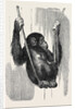 Chimpanzee, in the Gardens of the Zoological Society by Anonymous