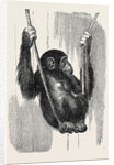 Chimpanzee, in the Gardens of the Zoological Society by Anonymous
