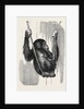 Chimpanzee, in the Gardens of the Zoological Society by Anonymous
