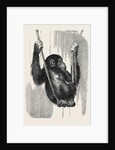 Chimpanzee, in the Gardens of the Zoological Society by Anonymous