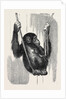 Chimpanzee, in the Gardens of the Zoological Society by Anonymous