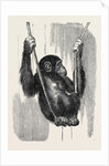 Chimpanzee, in the Gardens of the Zoological Society by Anonymous