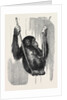 Chimpanzee, in the Gardens of the Zoological Society by Anonymous