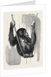 Chimpanzee, in the Gardens of the Zoological Society by Anonymous