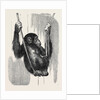 Chimpanzee, in the Gardens of the Zoological Society by Anonymous