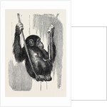 Chimpanzee, in the Gardens of the Zoological Society by Anonymous
