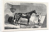 Lord John Scott's the Reiver, Winner of the July Stakes, at Newmarket, 1852 by Anonymous