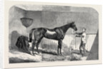 Lord John Scott's the Reiver, Winner of the July Stakes, at Newmarket, 1852 by Anonymous