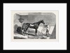 Lord John Scott's the Reiver, Winner of the July Stakes, at Newmarket, 1852 by Anonymous