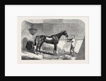 Lord John Scott's the Reiver, Winner of the July Stakes, at Newmarket, 1852 by Anonymous