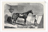 Lord John Scott's the Reiver, Winner of the July Stakes, at Newmarket, 1852 by Anonymous