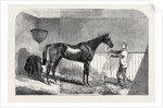 Lord John Scott's the Reiver, Winner of the July Stakes, at Newmarket, 1852 by Anonymous