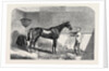 Lord John Scott's the Reiver, Winner of the July Stakes, at Newmarket, 1852 by Anonymous