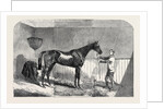 Lord John Scott's the Reiver, Winner of the July Stakes, at Newmarket, 1852 by Anonymous