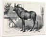 The Equine Antelope of Nubia in the Gardens of the Zoological Society London 1879 by Anonymous