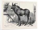 The Equine Antelope of Nubia in the Gardens of the Zoological Society London 1879 by Anonymous