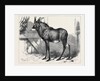 The Equine Antelope of Nubia in the Gardens of the Zoological Society London 1879 by Anonymous