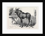 The Equine Antelope of Nubia in the Gardens of the Zoological Society London 1879 by Anonymous