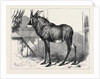 The Equine Antelope of Nubia in the Gardens of the Zoological Society London 1879 by Anonymous