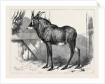 The Equine Antelope of Nubia in the Gardens of the Zoological Society London 1879 by Anonymous