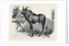 The Equine Antelope of Nubia in the Gardens of the Zoological Society London 1879 by Anonymous