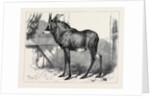 The Equine Antelope of Nubia in the Gardens of the Zoological Society London 1879 by Anonymous