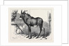 The Equine Antelope of Nubia in the Gardens of the Zoological Society London 1879 by Anonymous