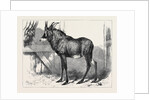 The Equine Antelope of Nubia in the Gardens of the Zoological Society London 1879 by Anonymous