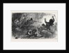 The Afghan War: Trapping Loose-Wallahs 1879 by Anonymous