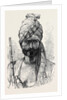 The War in Afghanistan: Men of Different Afghan Tribes: Khan Baz a Kumbhur Khel Afreedi 1879 by Anonymous