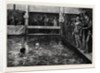 The Six-Days' Swimming Match in Lambeth Baths 1879 by Anonymous