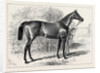 Isonomy Winner of the Ascot Cup 1879 by Anonymous